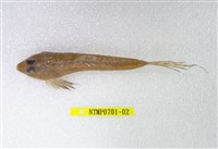 藏品(長崎斜棘(魚銜))的圖片